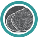 web design hat